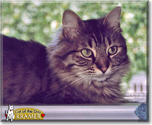 Kramer, the Cat of the Day Kramer, the Cat of the Day