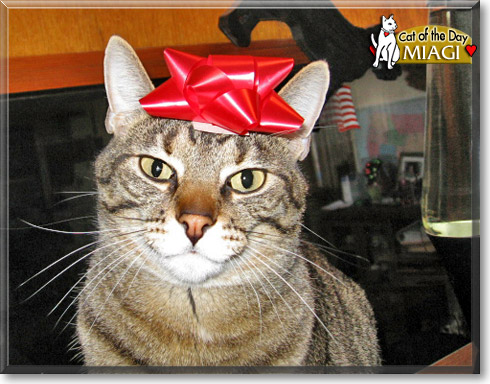 Miagi, the Cat of the Day