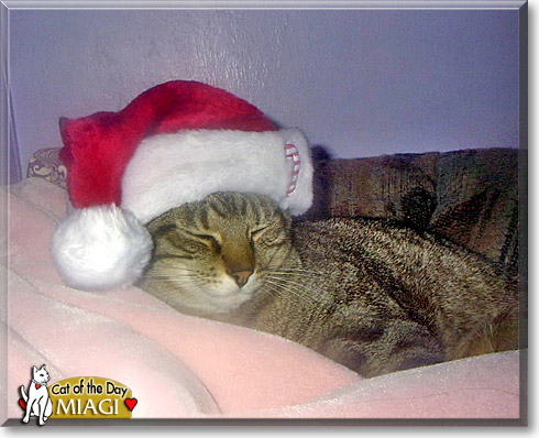 Miagi, the Cat of the Day Miagi, the Cat of the Day