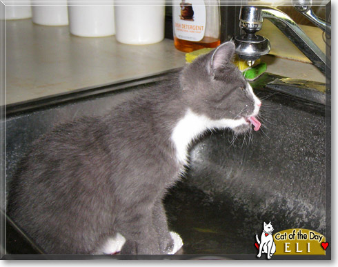 Eli, the Cat of the Day