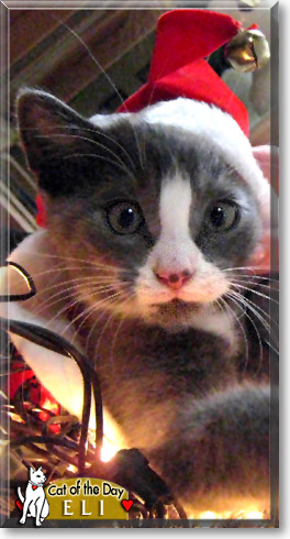 Eli, the Cat of the Day