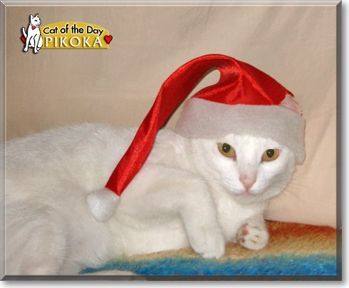 Pikoka, the Cat of the Day