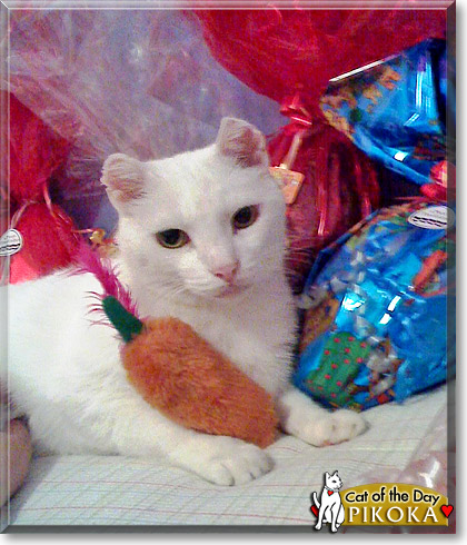 Pikoka, the Cat of the Day