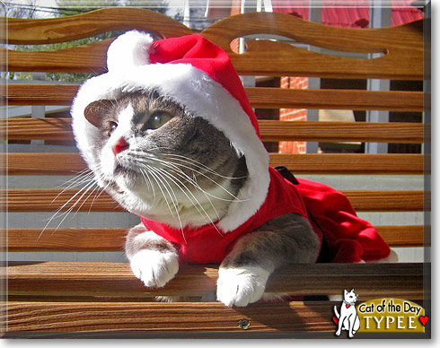 Typee, the Cat of the Day