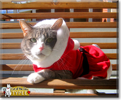 Typee, the Cat of the Day Typee, the Cat of the Day