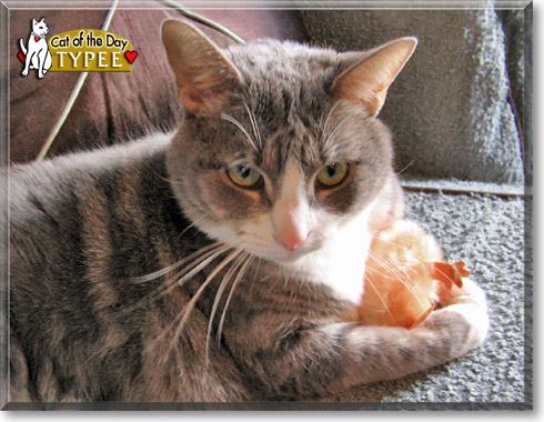 Typee, the Cat of the Day Typee, the Cat of the Day