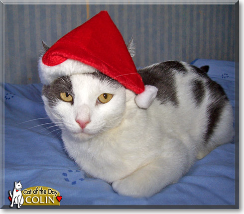 Colin, the Cat of the Day