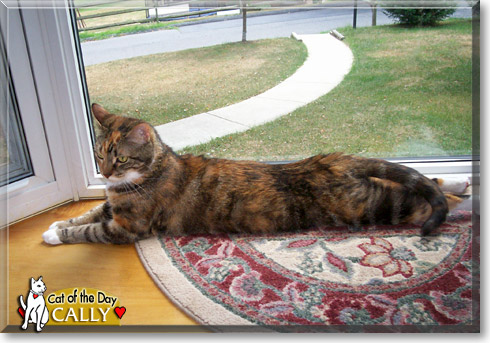 Cally, the Cat of the Day