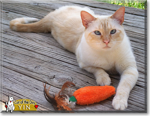 Yin, the Cat of the Day
