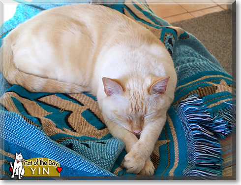 Yin, the Cat of the Day