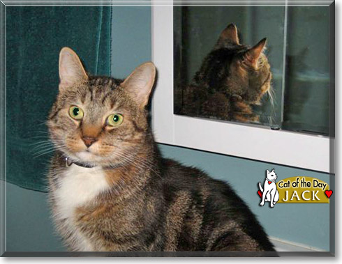 Jack, the Cat of the Day