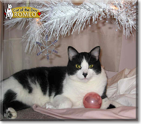 Romeo, the Cat of the Day
