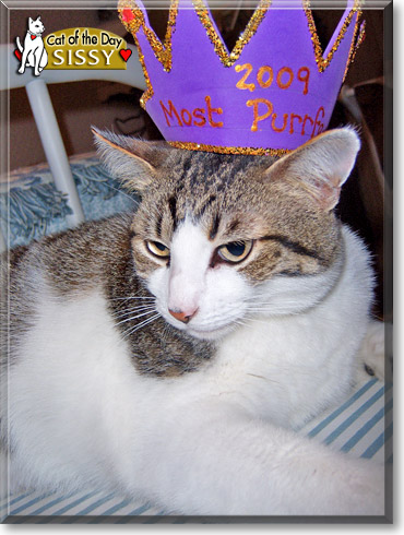 Sissy, the Cat of the Day