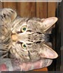 Tigger