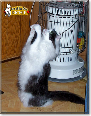 Richie, the Cat of the Day