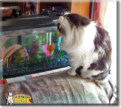 Richie, the Cat of the Day Richie, the Cat of the Day