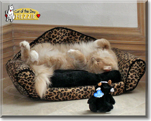 Hezzie, the Cat of the Day
