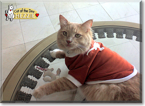 Hezzie, the Cat of the Day Hezzie, the Cat of the Day