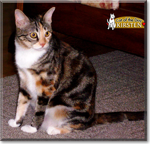 Kirsten, the Cat of the Day