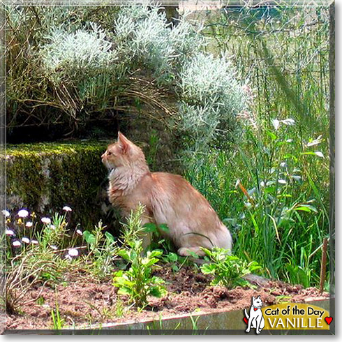 Vanille, the Cat of the Day Vanille, the Cat of the Day