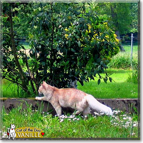 Vanille, the Cat of the Day Vanille, the Cat of the Day