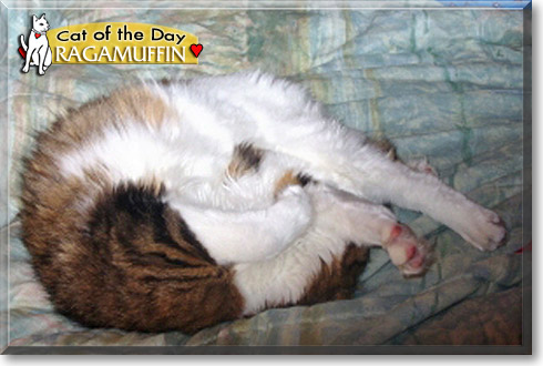 Ragamuffin, the Cat of the Day