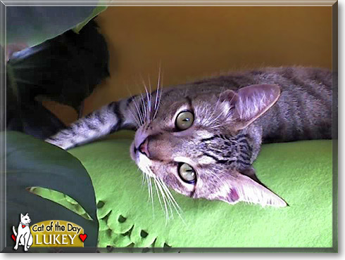 Lukey, the Cat of the Day