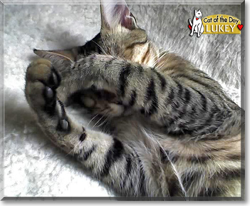 Lukey, the Cat of the Day
