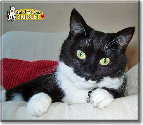 Bridget, the Cat of the Day