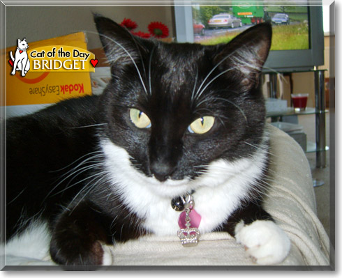 Bridget, the Cat of the Day