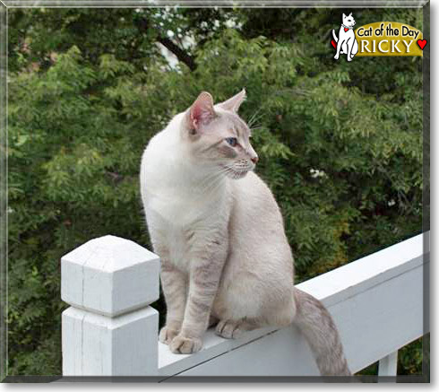 Ricky, the Cat of the Day