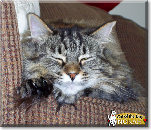 Norah, the Cat of the Day