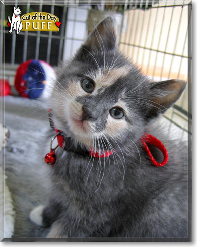 Puff, the Cat of the Day