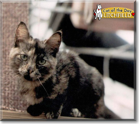Litchfield, the Cat of the Day Litchfield, the Cat of the Day