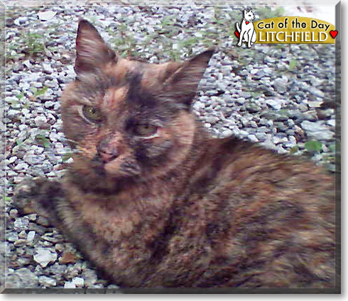 Litchfield, the Cat of the Day Litchfield, the Cat of the Day