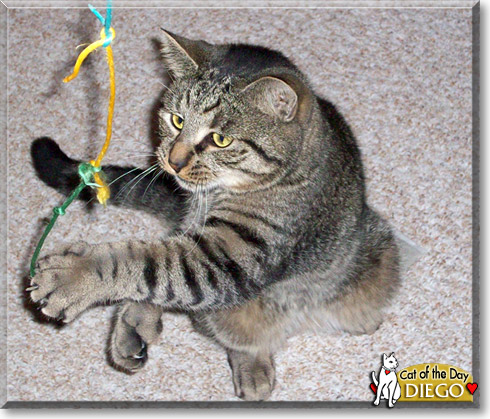 Diego, the Cat of the Day