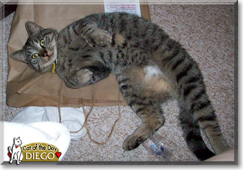 Diego, the Cat of the Day