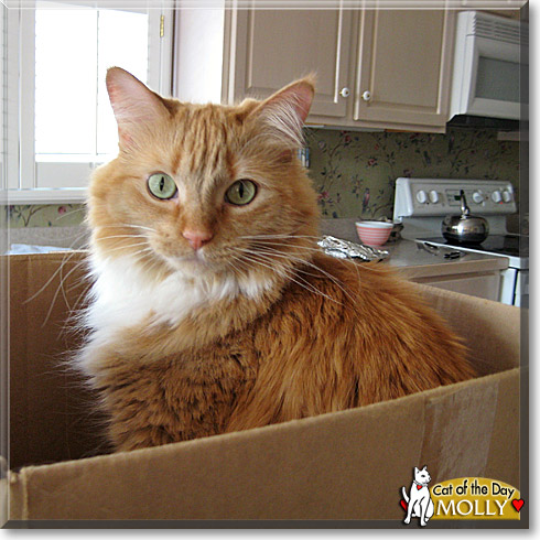 Molly, the Cat of the Day