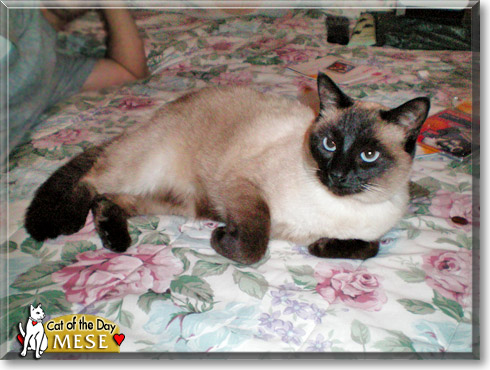 Mese, the Cat of the Day