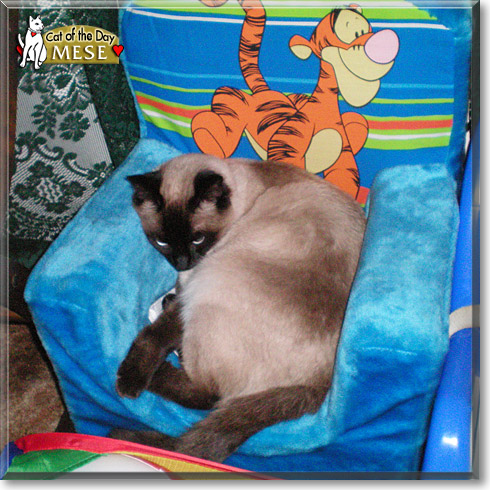 Mese, the Cat of the Day Mese, the Cat of the Day