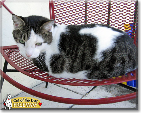 Freeway, the Cat of the Day