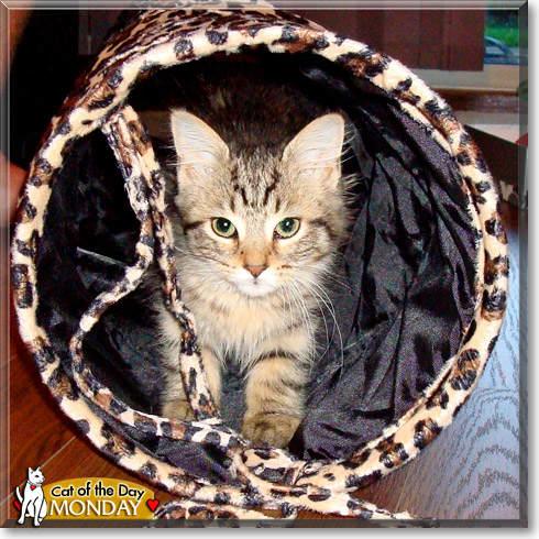 Monday, the Cat of the Day