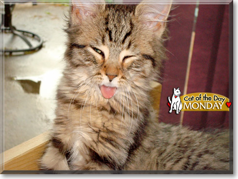 Monday, the Cat of the Day