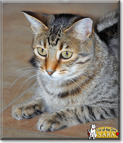Sara, the Cat of the Day