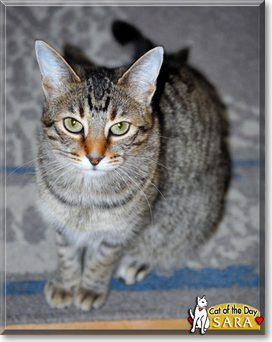 Sara, the Cat of the Day Sara, the Cat of the Day
