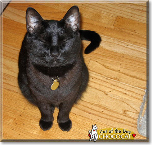 Chococat, the Cat of the Day
