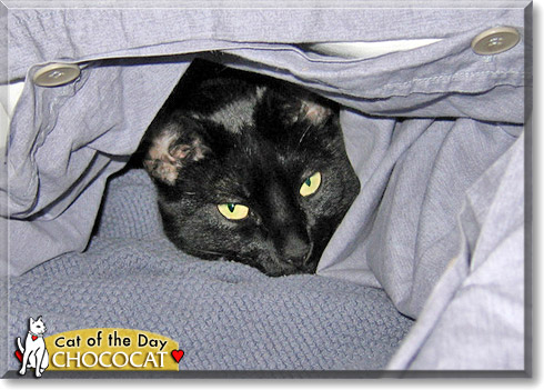 Chococat, the Cat of the Day Chococat, the Cat of the Day
