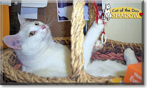 Shadow, the Cat of the Day Shadow, the Cat of the Day