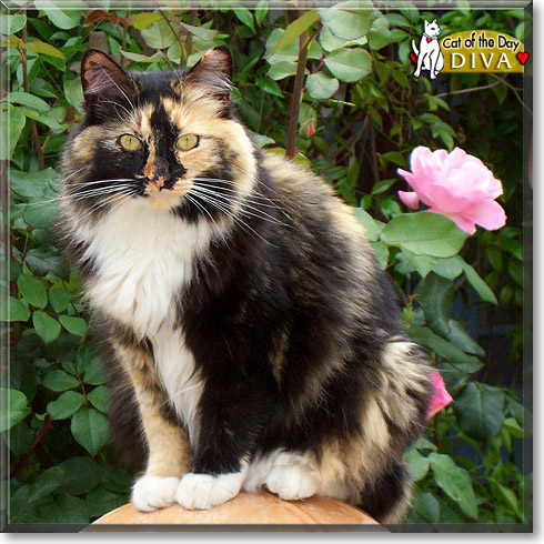 Diva, the Cat of the Day
