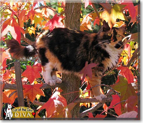 Diva, the Cat of the Day